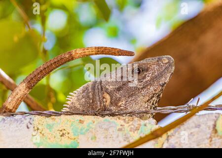 Mexican iguana lies on a wall under barbed wire fence in nature in Playa del Carmen Mexico. Stock Photo