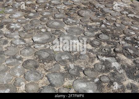 sidewalk covering from cuts of trunks of trees Stock Photo