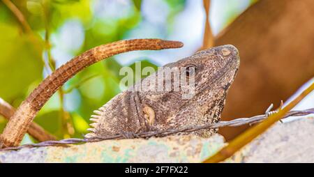 Mexican iguana lies on a wall under barbed wire fence in nature in Playa del Carmen Mexico. Stock Photo