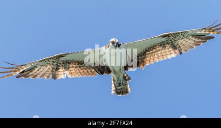 Osprey flying overhead in a clear blue sky in Southwest Florida USA Stock Photo