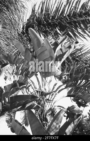 Black and white sunlit leaves of strelitzia nicolai Stock Photo - Alamy