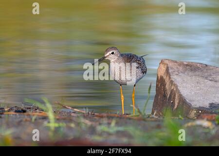 Lesser yellowlegs (Tringa flavipes) standing on the riverbed at Andrew Haydon Park on the Ottawa River in Canada Stock Photo