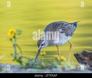 Lesser Yellowlegs foraging in the river - background of golden yellow coloured water from foliage reflecting on the river Stock Photo