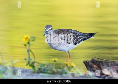 Juvenile shorebird (Lesser yellowlegs) wading in the river - golden yellow foliage reflecting fall colours on the water Stock Photo
