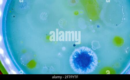 Colonies of microorganisms in a petri dish Stock Photo