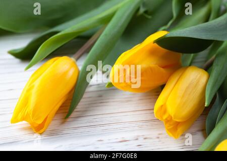 Three buds of bright yellow tulips on a white wooden background Stock Photo