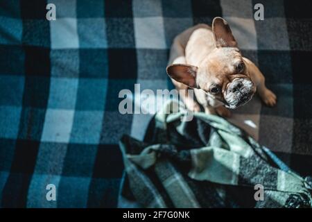 top view of french bulldog dog sitting on sofa with plaid at home and looking up Stock Photo