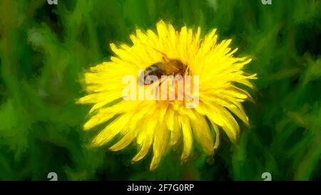 Image of a hardworking bee on the yellow Dandelion flower. Stock Photo