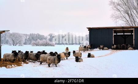 13 February 2021, Lower Saxony, Brunswick: Heidschnucken stand unimpressed by the frosty temperature of minus 16 degrees Celsius on a snowy pasture in the Braunschweig Okeraue in the district of Watenbüttel. Photo: Stefan Jaitner/dpa Stock Photo
