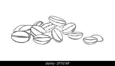 Coffee beans sketch. Aromatic coffee seeds isolated on white background. Engraved vector illustration Stock Vector