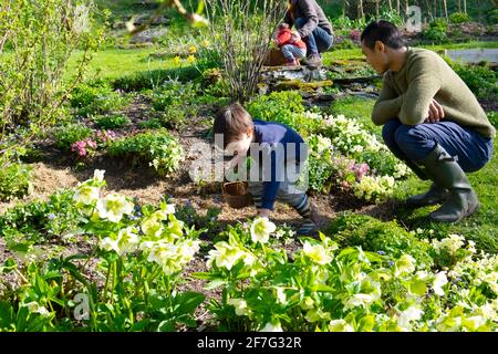 Happy child boy with father watching in spring flower cottage garden on family Easter egg hunt holding basket hunting for eggs Wales UK   KATHY DEWITT Stock Photo