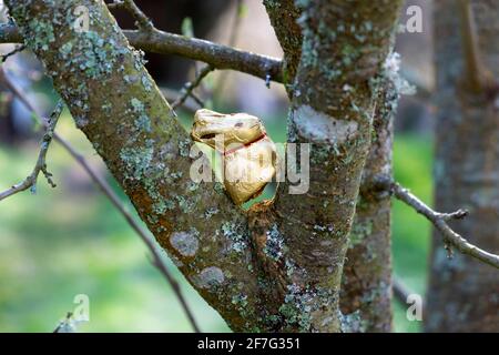 Chocolate Easter bunny in tree on Easter egg hunt in Wales UK KATHY DEWITT Stock Photo