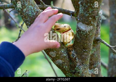 Child's hand reaching for Lindt chocolate Easter bunny sitting in tree on an Easter egg hunt in Wales UK   KATHY DEWITT Stock Photo