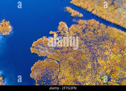 Aerial view of the swamp with trees in the spring. The concept of environmental protection, clean air and ecology. Wetlands are shrinking Stock Photo