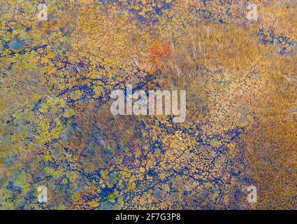 Aerial view of the swamp with trees in the spring. The concept of environmental protection, clean air and ecology. Wetlands are shrinking Stock Photo