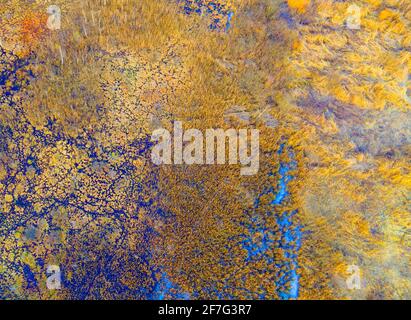 Aerial view of the swamp with trees in the spring. The concept of environmental protection, clean air and ecology. Wetlands are shrinking Stock Photo