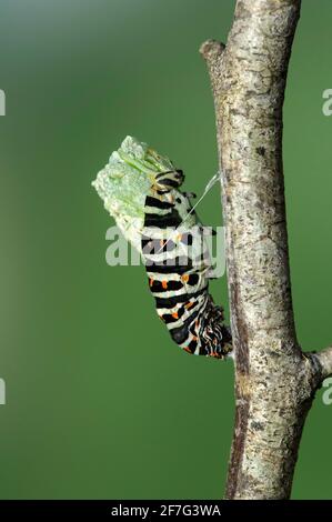 Pupating of an Old World swallowtail caterpillar (Papilio machaon), Switzerland