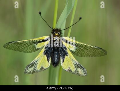 European Owlfly ((Libelloides coccajus), Chancy, Canton of Geneva, Switzerland Stock Photo