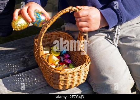 Closeup of child sitting on bench holding putting big chocolate eggs into Easter basket with small eggs after collecting on egg hunt UK   KATHY DEWITT Stock Photo