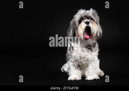 Studio portrait of an adorable Bichon Havanese dog with bushy hair yawning against black background. Stock Photo