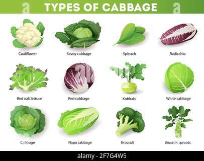 Set with different types of cabbage with inscriptions, isolated on white background. Cruciferous vegetables cartoon vector illustration collection Stock Vector