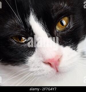 Close up portrait of an adorable black and white young cat with beautiful, slightly screwd up dark amber eyes Stock Photo