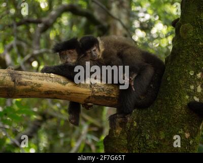 Tamarin mother with his baby on the back Stock Photo