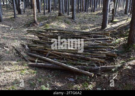 Large quantity of cut and stacked spruce timber in forest for transported. Stack of cut logs background. Logging timber industry. Wood logs at illegal Stock Photo