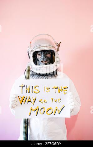 Man in gorilla mask and astronaut helmet holding a sign that says THIS IS THE WAY TO THE MOON Stock Photo