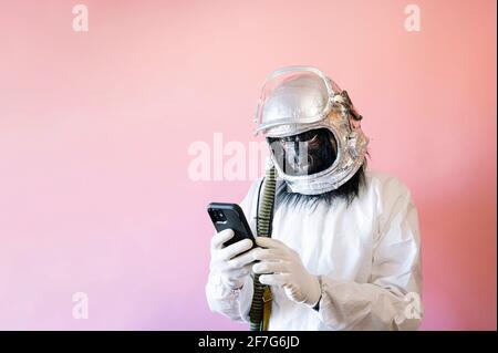Man with gorilla mask and astronaut helmet with a smart phone Stock Photo
