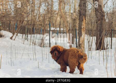 Portrait of a big red dog. The Tibetan Mastiff puppy - girl. The dog is, looking forward. Dog in snow Stock Photo