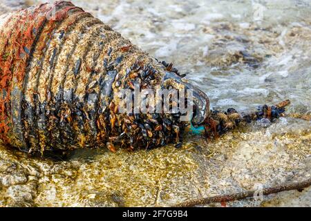 A broken-off sea buoy, overgrown with shells, lies on the shore. Stock Photo