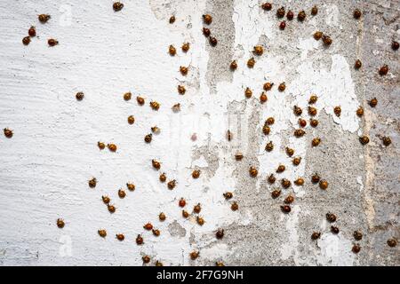 Asian Ladybeetles congregating in large numbers in autumn. Stock Photo