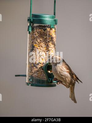 A female House Sparrow (Passer domesticus) a common garden bird in the UK hanging and feeding from a bird feeder Stock Photo