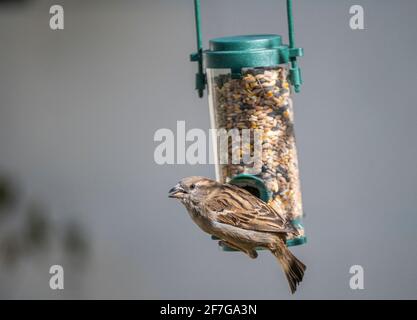 A female House Sparrow (Passer domesticus) a common garden bird in the UK hanging and feeding from a bird feeder