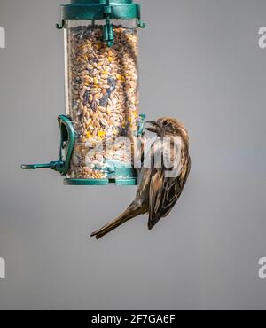 A female House Sparrow (Passer domesticus) a common garden bird in the UK hanging and feeding on a bird feeder