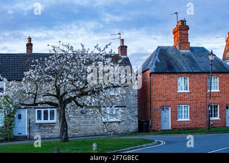 Sharnbrook, Bedfordshire, England, UK - Village green in springtime with cherry tree in bloom, cottages and old streetlamp Stock Photo