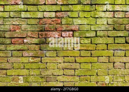 multicoloured Brick wall background variety of bricks brick wall made with old reclaimed bricks covered in green lichen Stock Photo