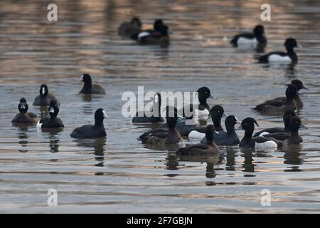 Large numbers of Tufted Duck or Pochard on Wroxham Broad, Norfolk, East Anglia, UK Stock Photo