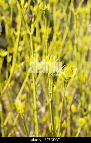 Cornus sericea 'Flaviramea' - golden twig dogwood. Stock Photo
