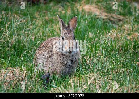 Eastern Cottontail Rabbit in Springtime Stock Photo