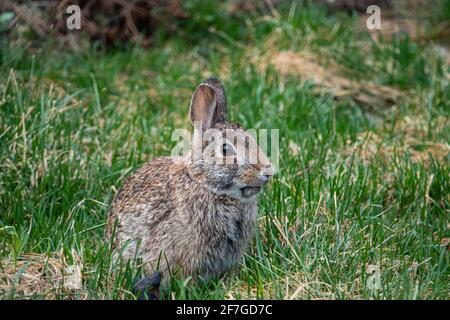 Eastern Cottontail Rabbit in Springtime Stock Photo
