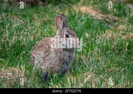 Eastern Cottontail Rabbit in Springtime Stock Photo