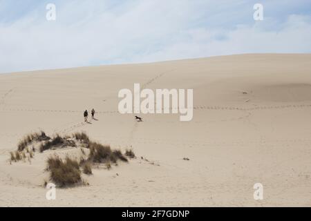 Two people and a dog hiking at John Dellenback dunes trail in the Oregon Dunes National Recreation Area in Reedsport, Oregon. Stock Photo