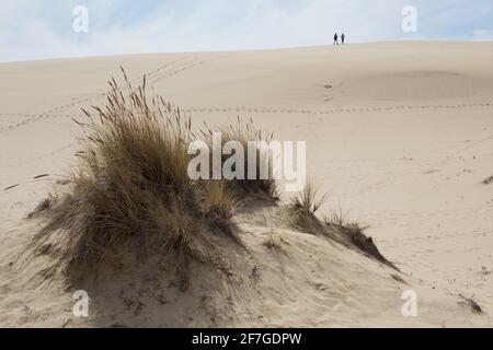 Two people hiking at John Dellenback dunes trail in the Oregon Dunes National Recreation Area in Reedsport, Oregon. Stock Photo