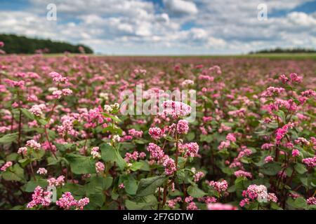 Red buckwheat flowers on the field. Blooming buckwheat. Buckwheat field on a summer sunny day.  Stock Photo