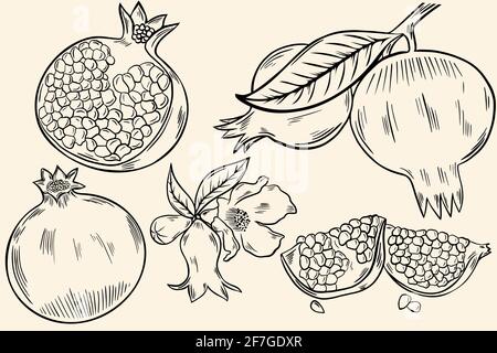 Sketch of a pomegranate. A set of whole fruits, half fruits with berries. Branch with fruits and flowers. Vector freehand drawing. Black lines. Stock Vector