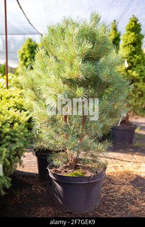 Coniferous plant Nursery. Young pine trees grow in pots. Varietal trees are waiting for planting. Stock Photo