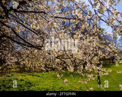 Spring blossom on tree Stock Photo