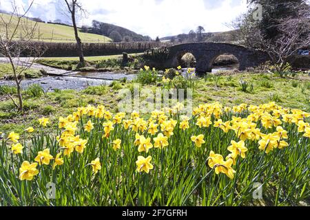 Springtime on Exmoor National Park - Daffodils beside the packhorse bridge over Badgworthy Water in the village of Malmsmead, Devon, UK Stock Photo
